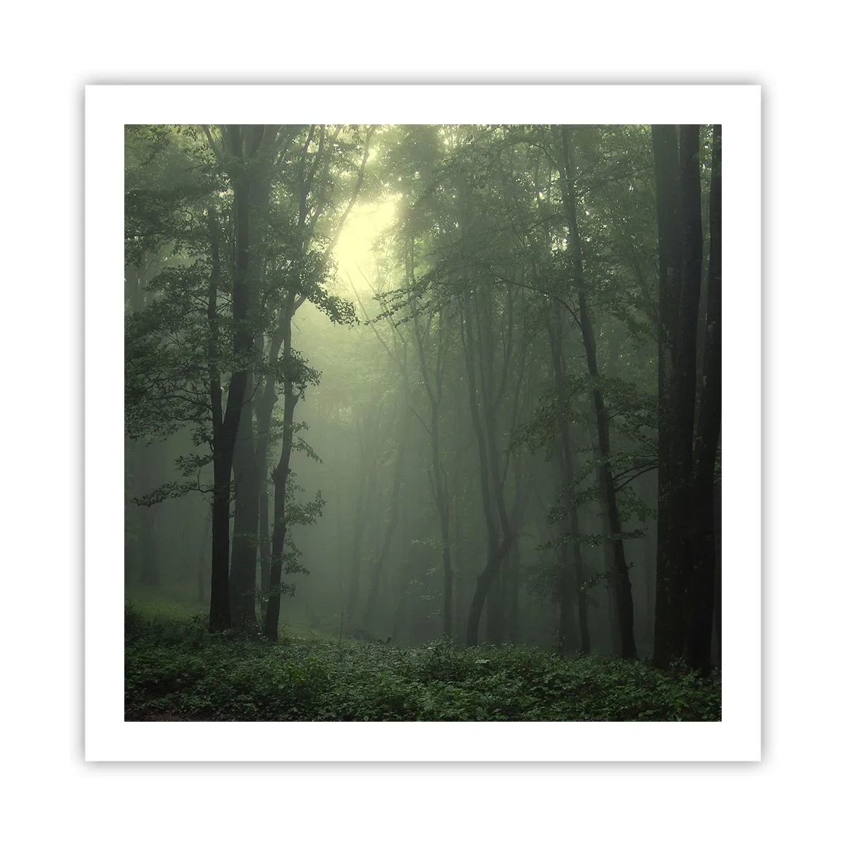 Affisch - Innan skogen vaknar - 60x60 cm