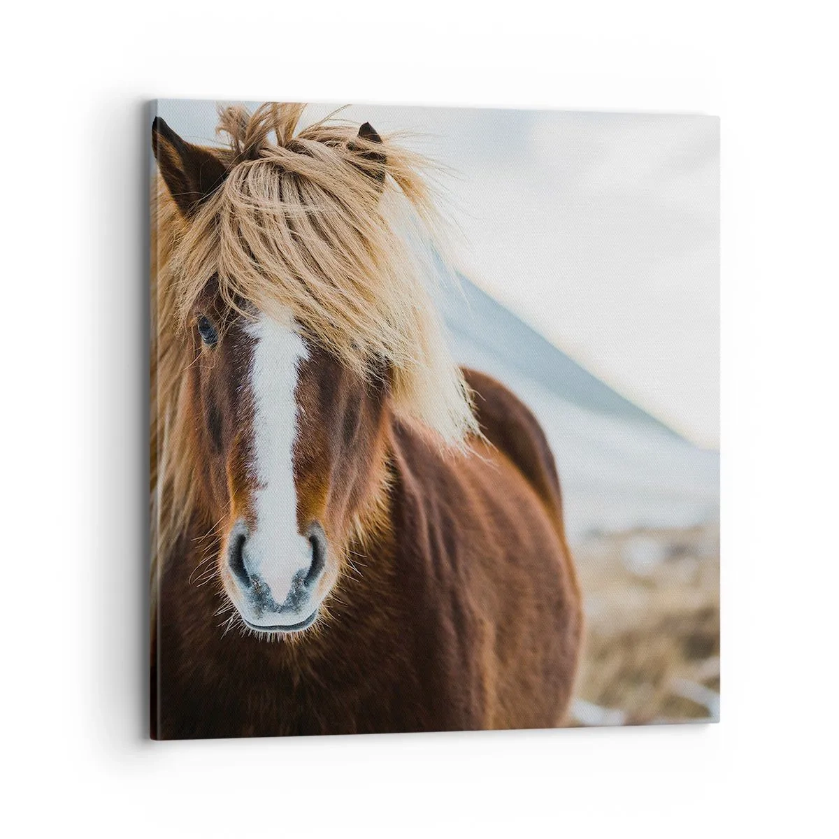Canvastavla - Bild på duk - Känner du friheten? - 70x70 cm
