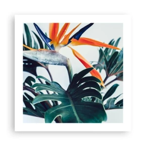 Affisch - Fågelbuske - 50x50 cm