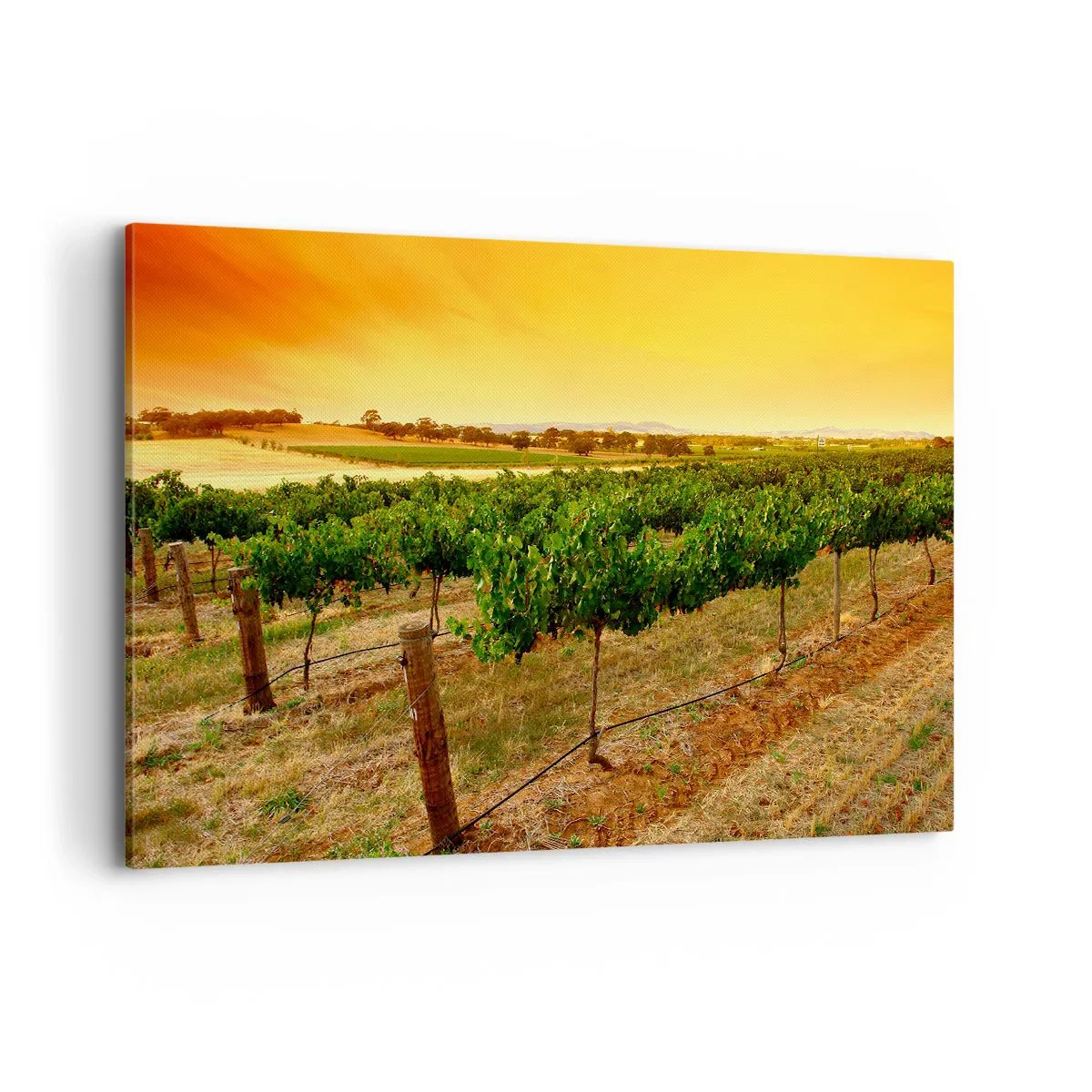 Canvastavla - Bild på duk - Dricka solen - 120x80 cm