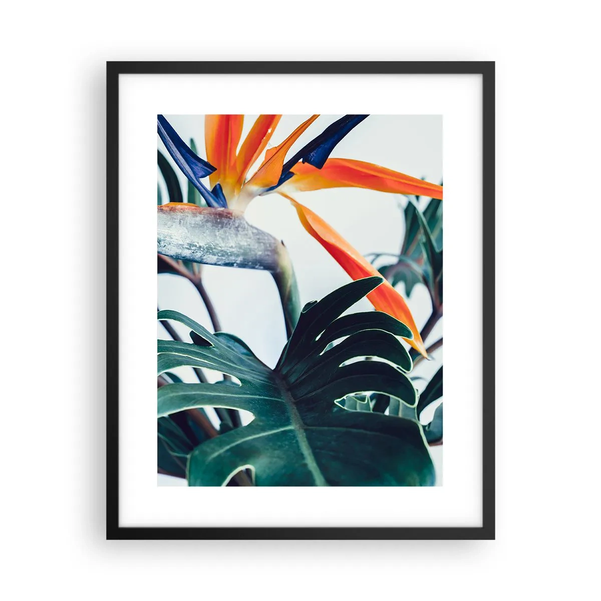 Affisch i svart ram - Fågelbuske - 40x50 cm