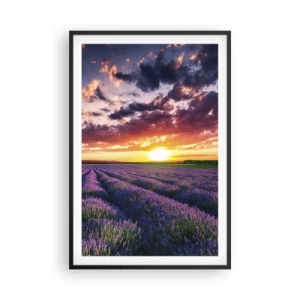 Affisch i svart ram - Lavandelvärld - 61x91 cm