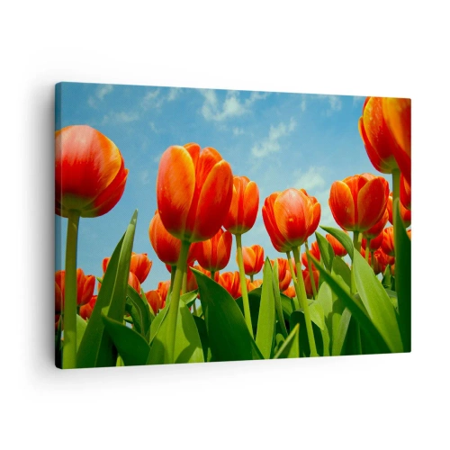 Canvastavla - Bild på duk - Ett fält av röda och orange tulpaner mot en blå himmel - 70x50cm - Förutom blå himmel behöver vi inget annat i livet - Modern väggdekoration för vardagsrum och sovrum ARTTOR