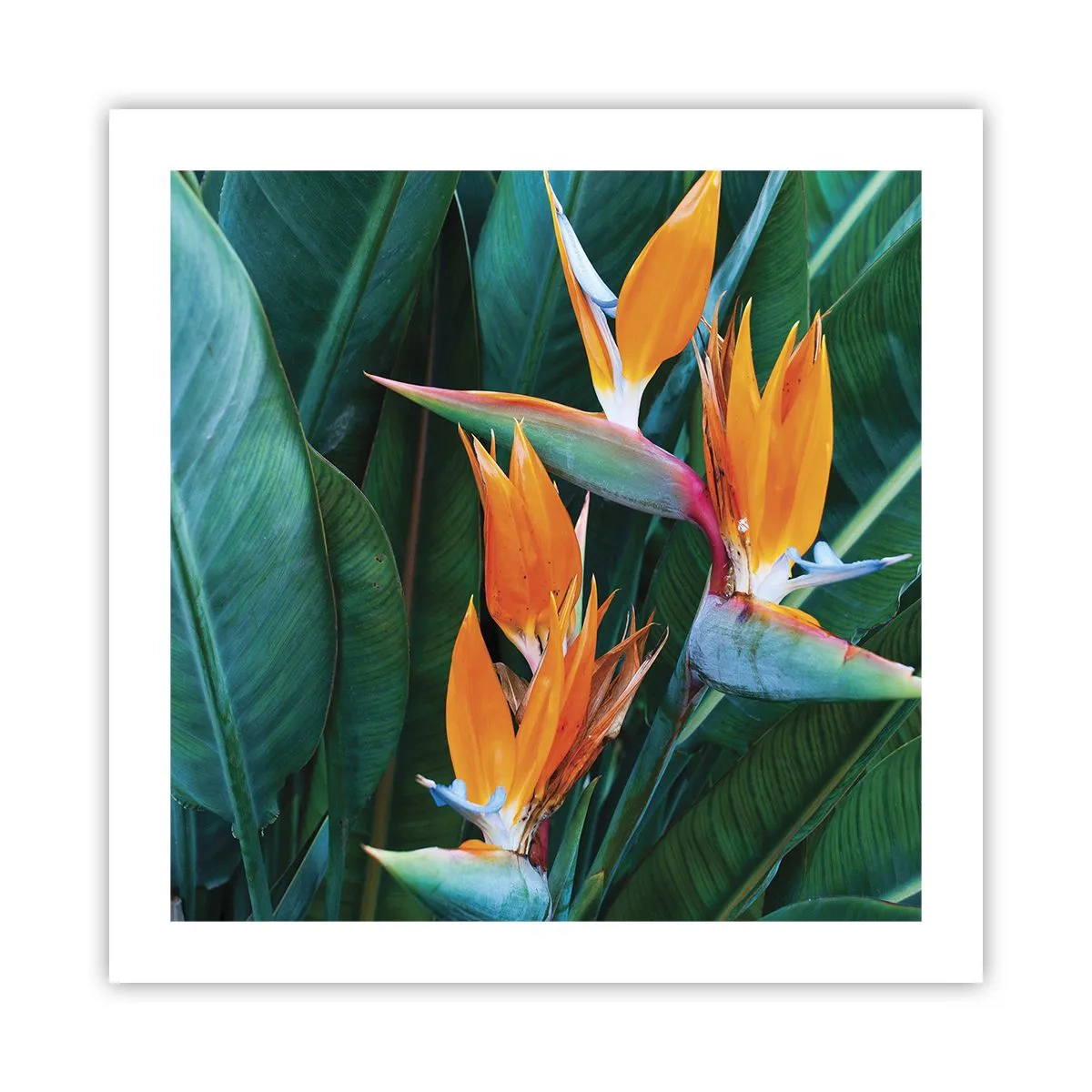 Affisch - Är det en blomma, eller en fågel? - 50x50 cm
