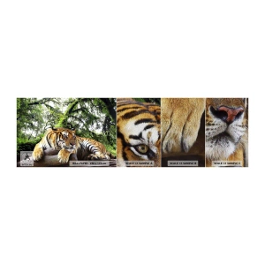 Provbit av fototapet Premium Sand - Med vänlig hälsning - Tiger, Djur, Rovdjur - 100x30 cm