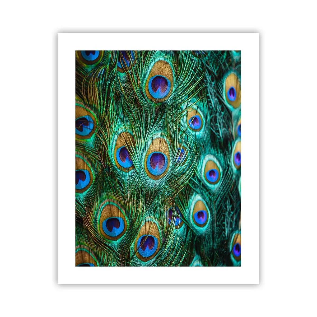 Affisch - Påfågels blick - 40x50 cm
