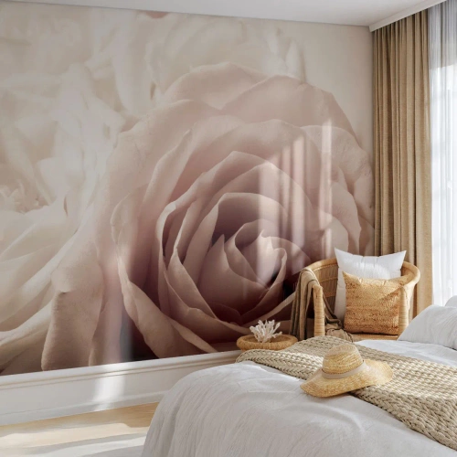 Fototapet på mått Premium Sand - I hjärtat av en ros - Rosor, Blommor, Romantisk