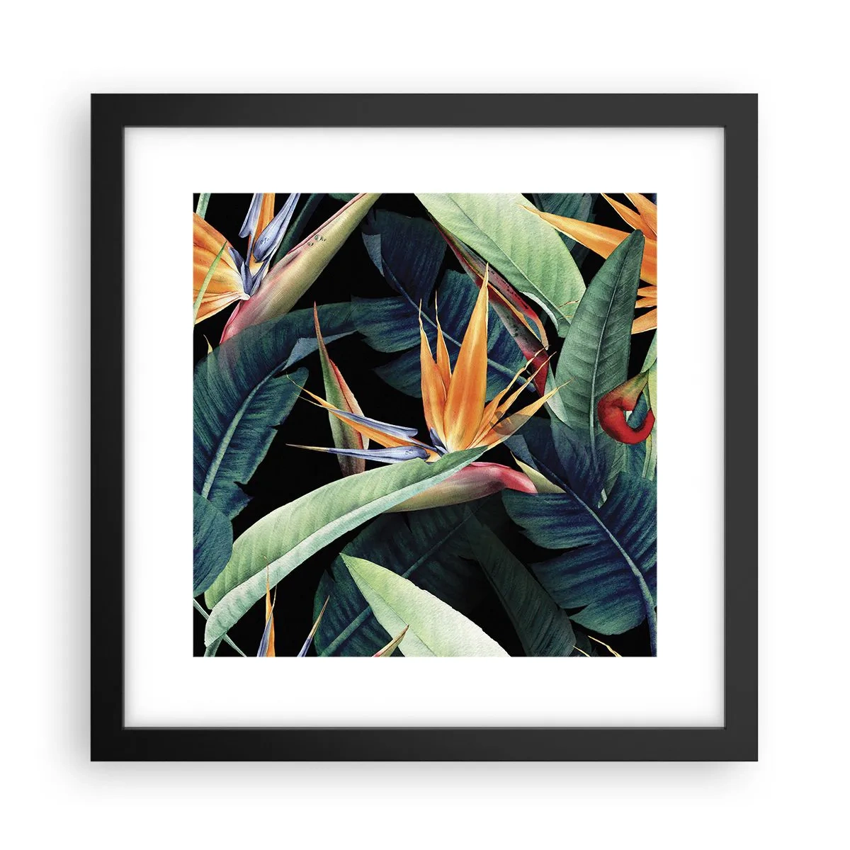 Affisch i svart ram - Tropikens brinnande blommor - 30x30 cm