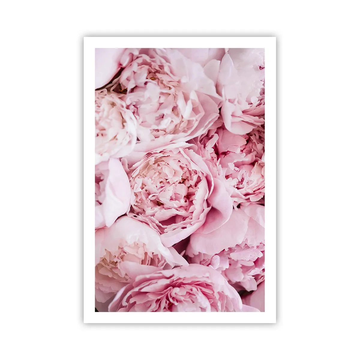 Affisch - Hopklämda och doftande - 61x91 cm