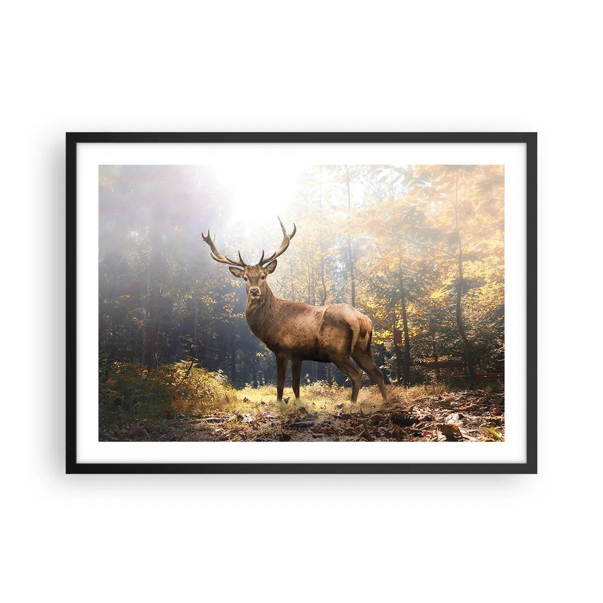 Affisch i svart ram - I fullt majestät - 70x50 cm