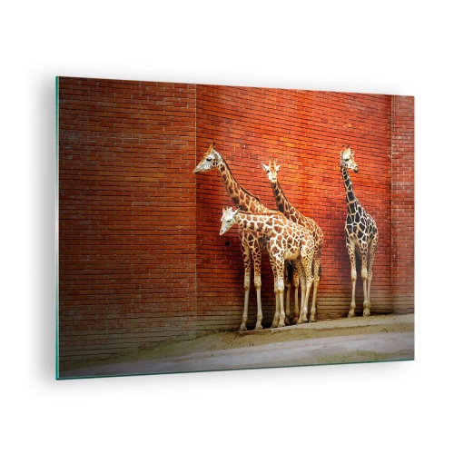 Glastavla - Bild på glas - Giraffer mot en tegelvägg - 70x50cm - Ser ni någon akacia? - Modern väggdekoration för vardagsrum och sovrum ARTTOR