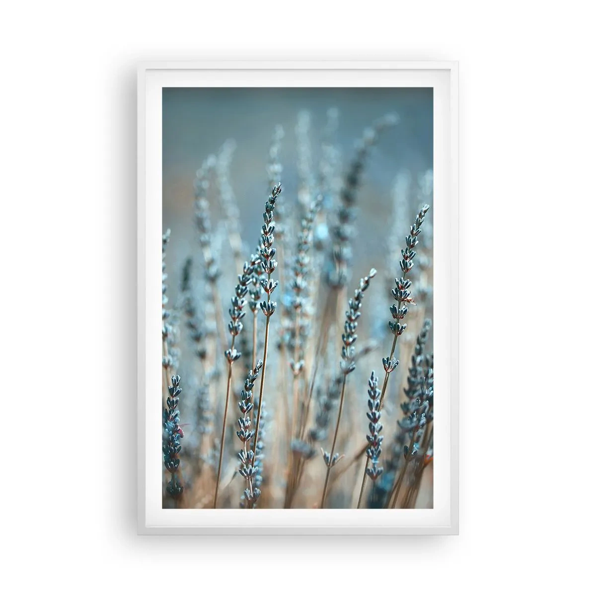 Affisch i vit ram - Doftande åkermark - 61x91 cm