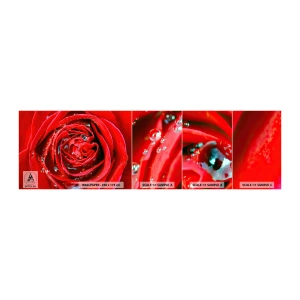 Fototapet Prov Standard Eco - Daggdroppar - Blommor, Röd ros, Kärlek - 100x30 cm