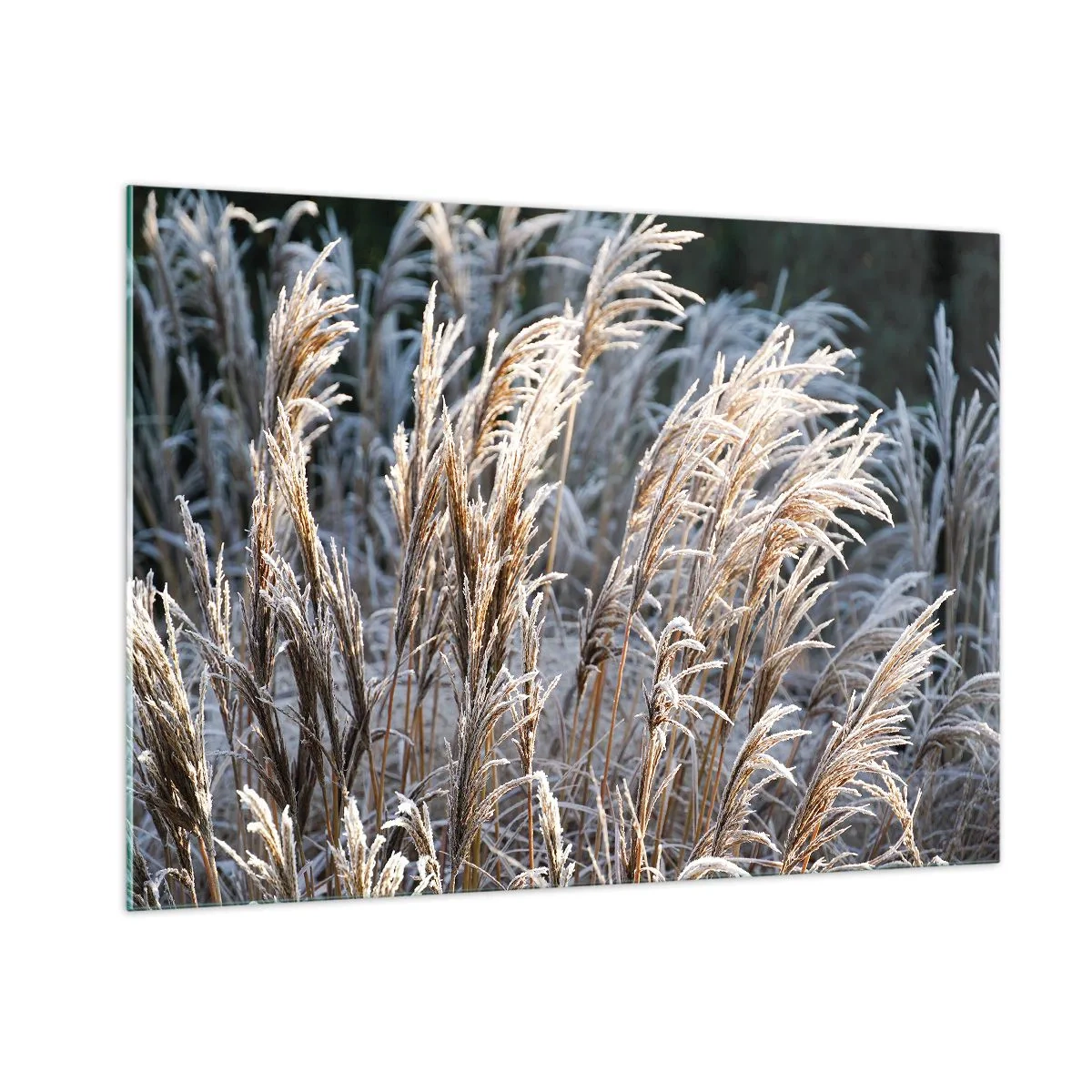 Glastavla - Bild på glas - Frostprydda - 100x70 cm