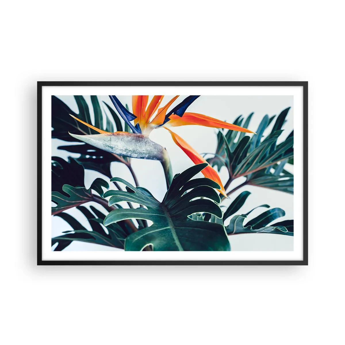 Affisch i svart ram - Fågelbuske - 91x61 cm