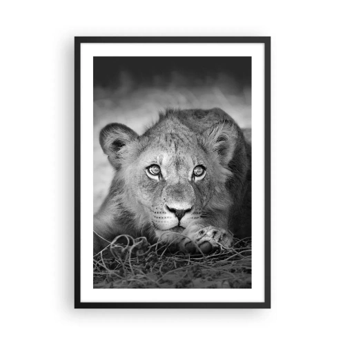 Affisch i svart ram - Ett ungt lejon i monokromatiska toner - 50x70cm - Kunglig valp - Modern väggdekoration för vardagsrum och sovrum ARTTOR