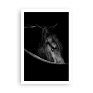 Affisch - Svart prins - 61x91 cm