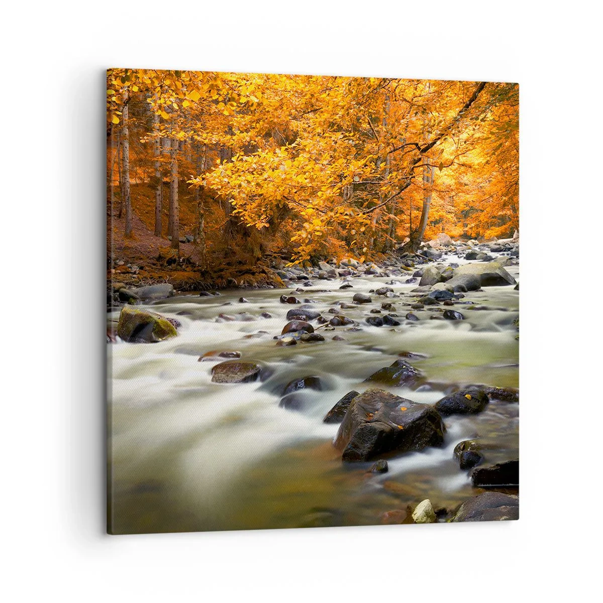 Canvastavla - Bild på duk - Bäck i guldskogen - 50x50 cm
