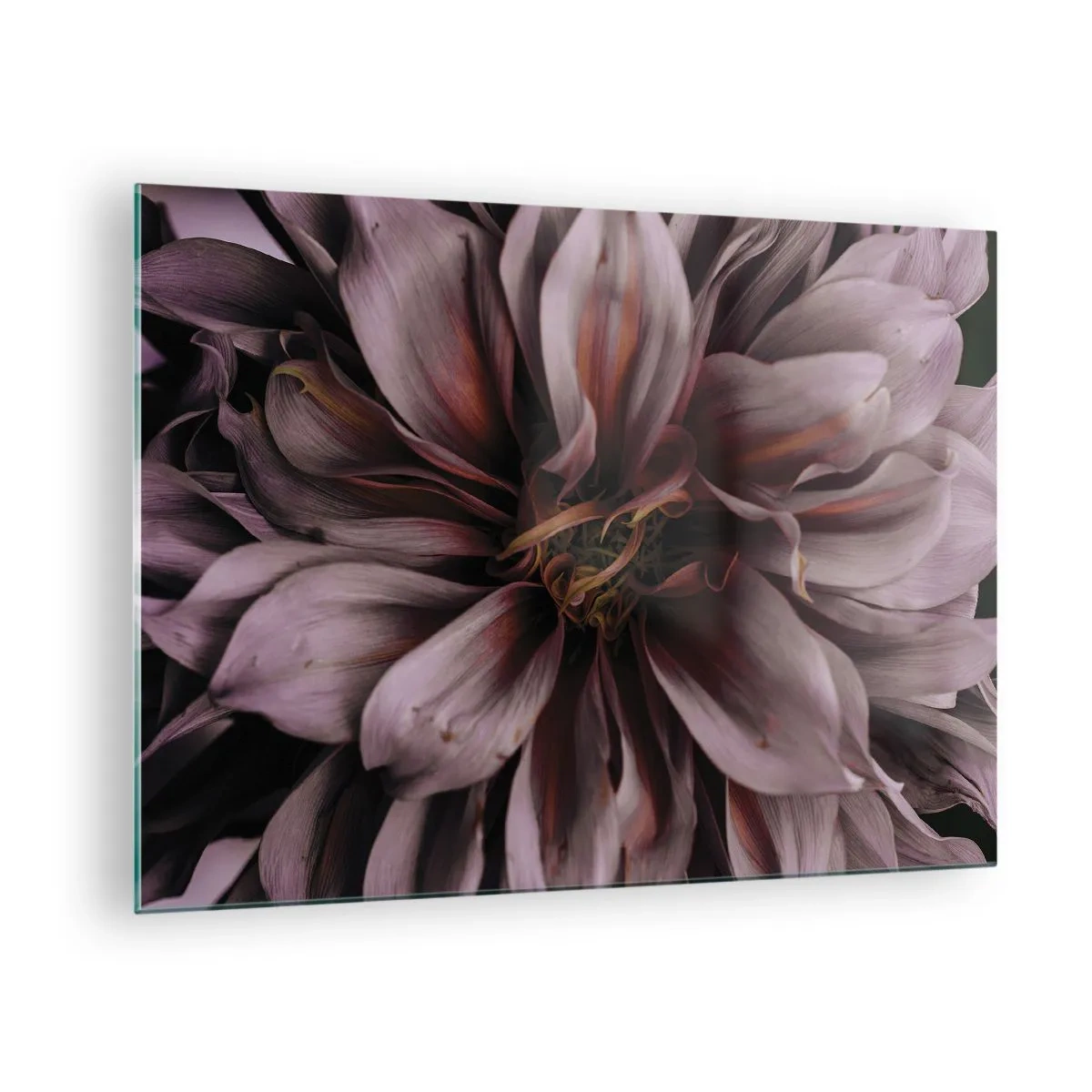 Glastavla - Bild på glas - En närbild av en mörk blomma med lila och vinröda kronblad - 70x50cm - Blommigt hjärta - Modern väggdekoration för vardagsrum och sovrum ARTTOR