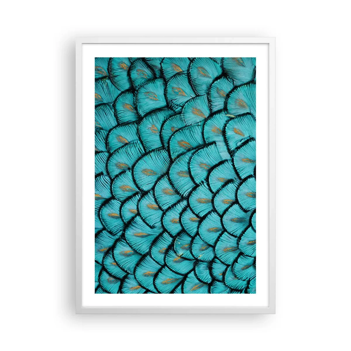 Affisch i vit ram - Den stora fjädergalan - 50x70 cm