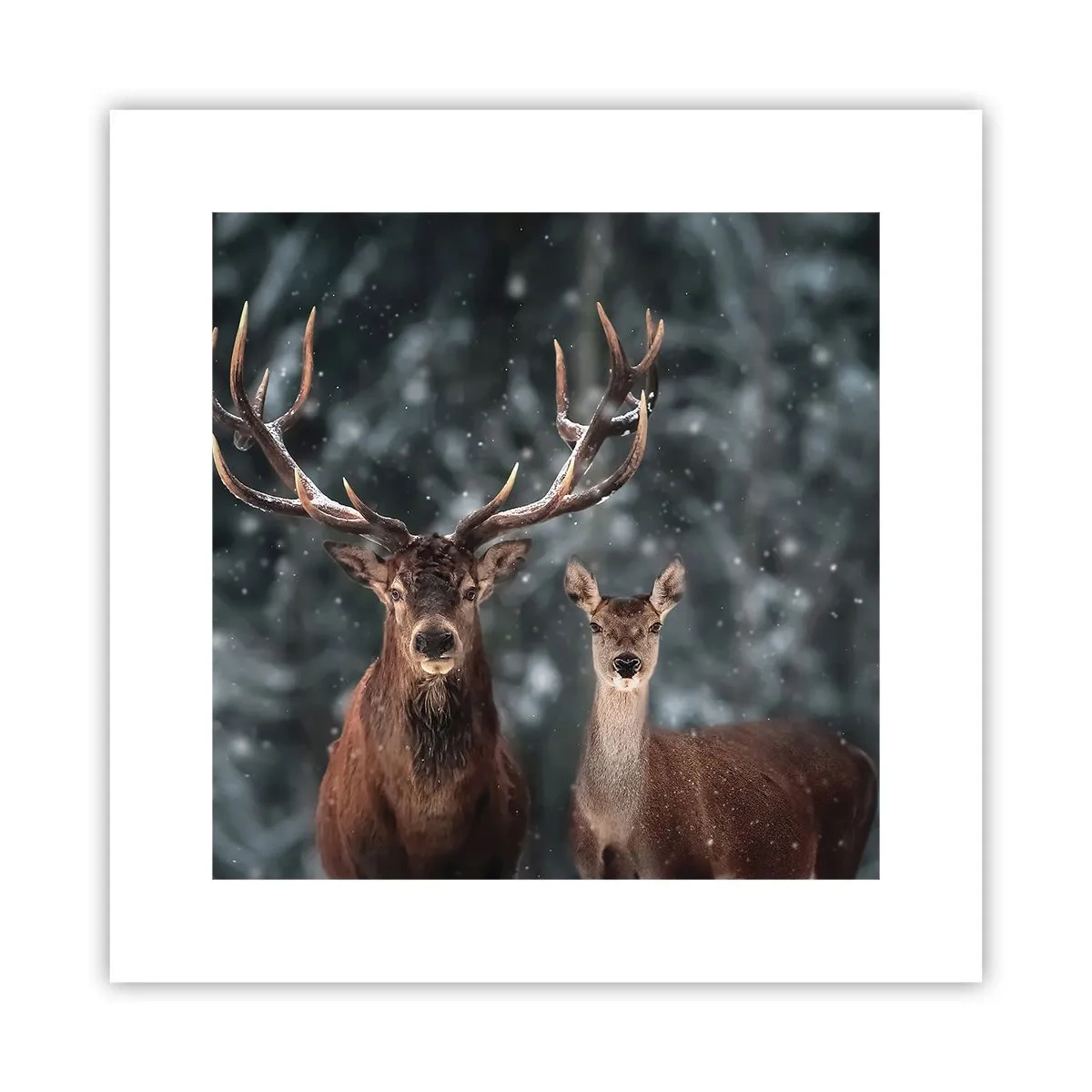 Affisch - Skogens herre med hustrun - 30x30 cm