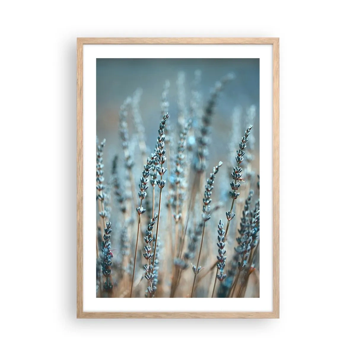 Affisch i ram av ljusek - Doftande åkermark - 50x70 cm