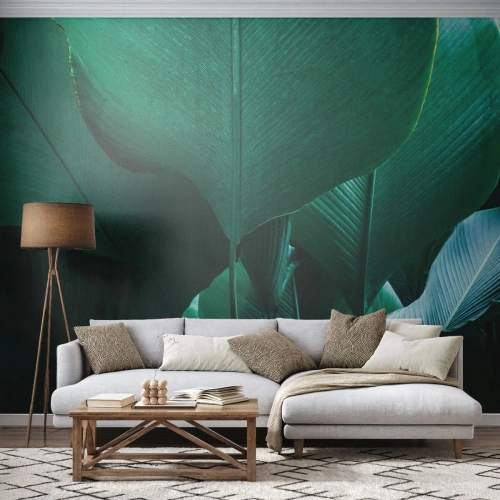 Fototapet Premium Sand - Vända mot ljuset - Banan blad, Banan träd, Växt - 300x210 cm