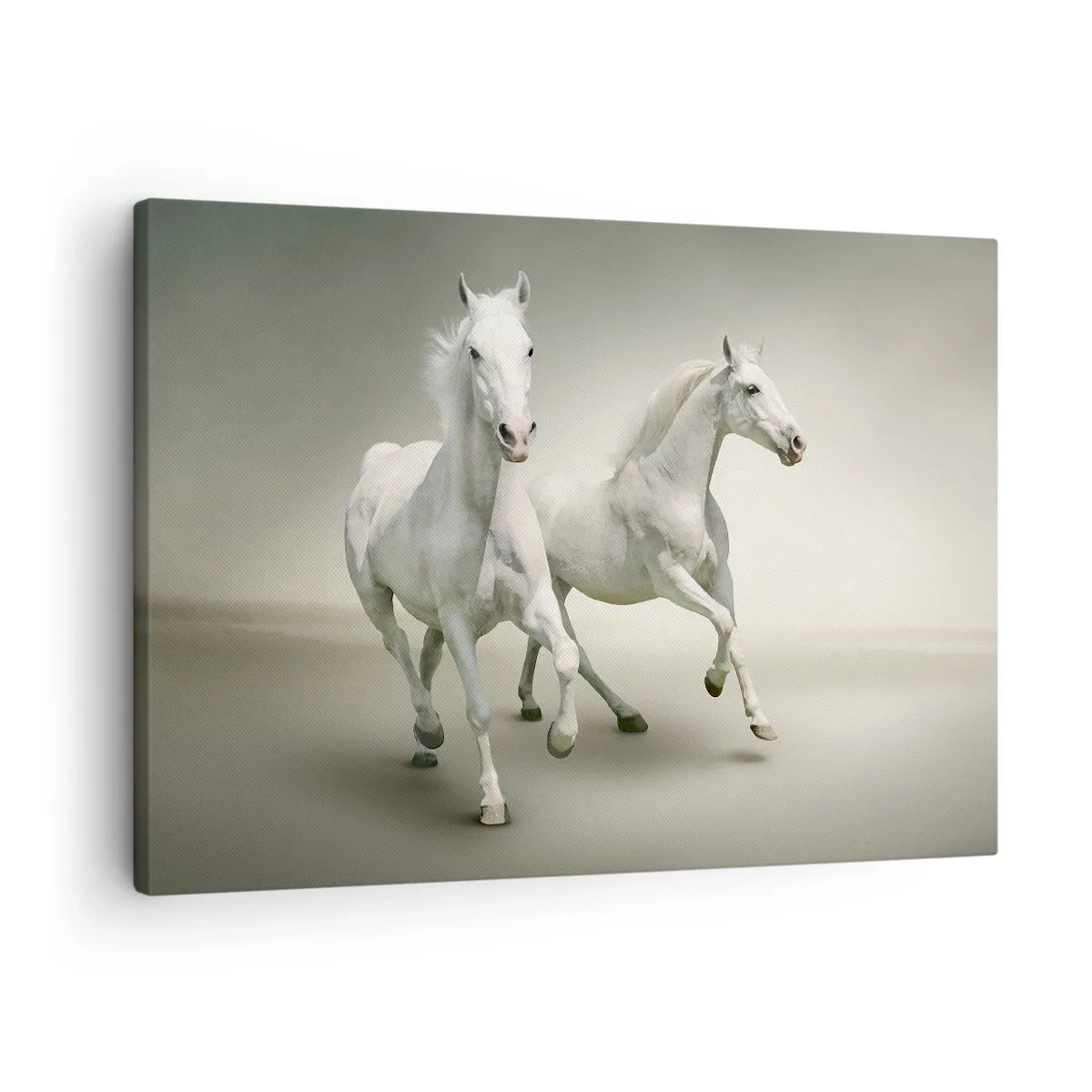 Canvastavla - Bild på duk - Två vita hästar galopperar mot en ljus bakgrund - 70x50cm - White power! - Modern väggdekoration för vardagsrum och sovrum ARTTOR
