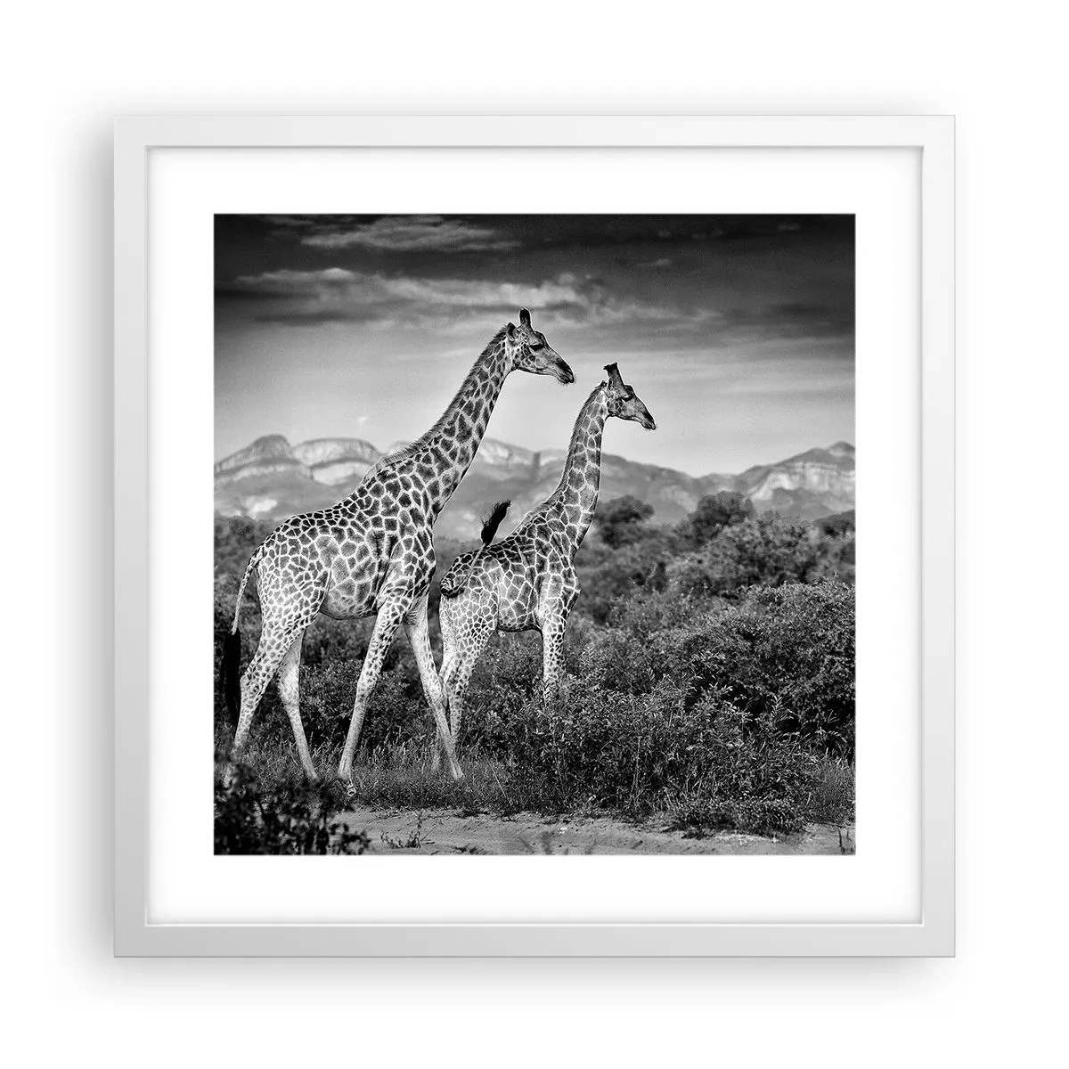Affisch i vit ram - Högre klasser i Afrika - 40x40 cm