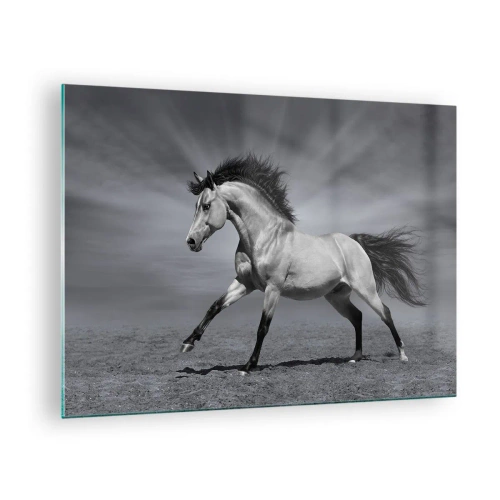 Glastavla - Bild på glas - Ett svartvitt foto av en häst som galopperar på ett öppet fält. - 70x50cm - Född för att förtjusa - Modern väggdekoration för vardagsrum och sovrum ARTTOR