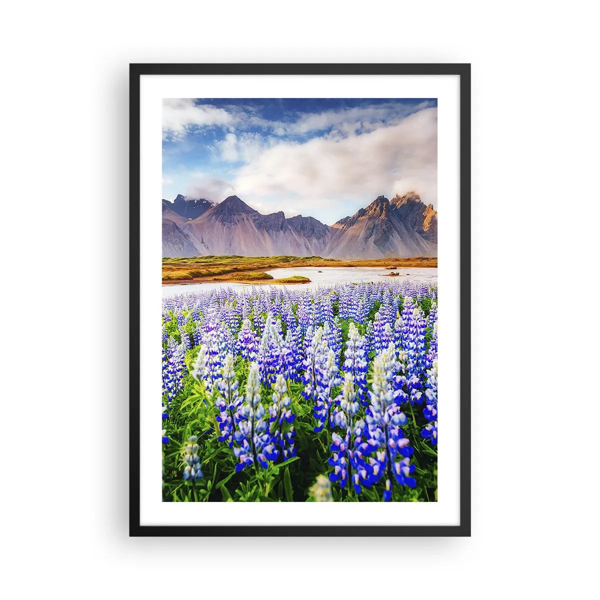 Affisch i svart ram - Ett fält av lupiner med berg i bakgrunden - 50x70cm - Styrka och stränghet bredvid mildhet - Modern väggdekoration för vardagsrum och sovrum ARTTOR