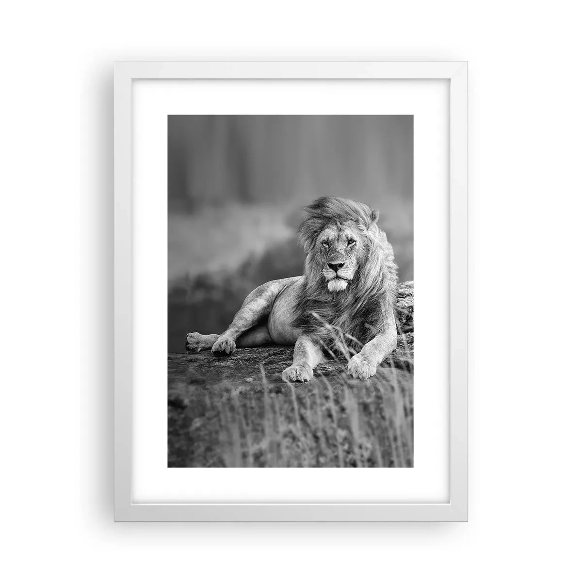 Affisch i vit ram - Kunglig siesta - 30x40 cm