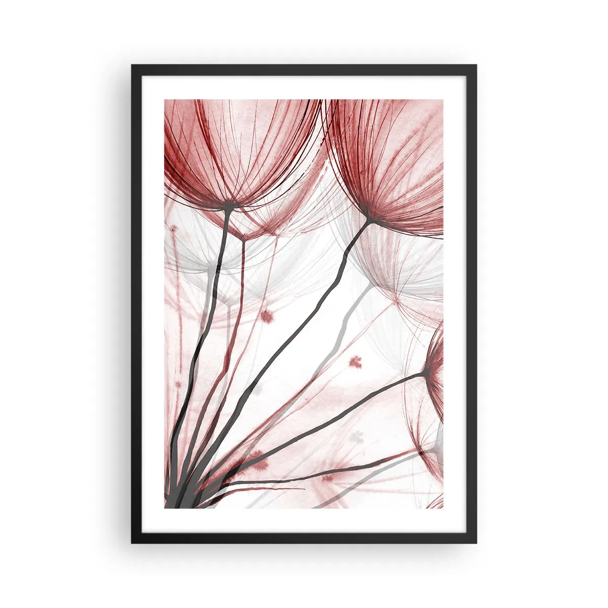 Affisch i svart ram - Fina maskrosor i nyanser av rött och svart - 50x70cm - Före avresan - Modern väggdekoration för vardagsrum och sovrum ARTTOR