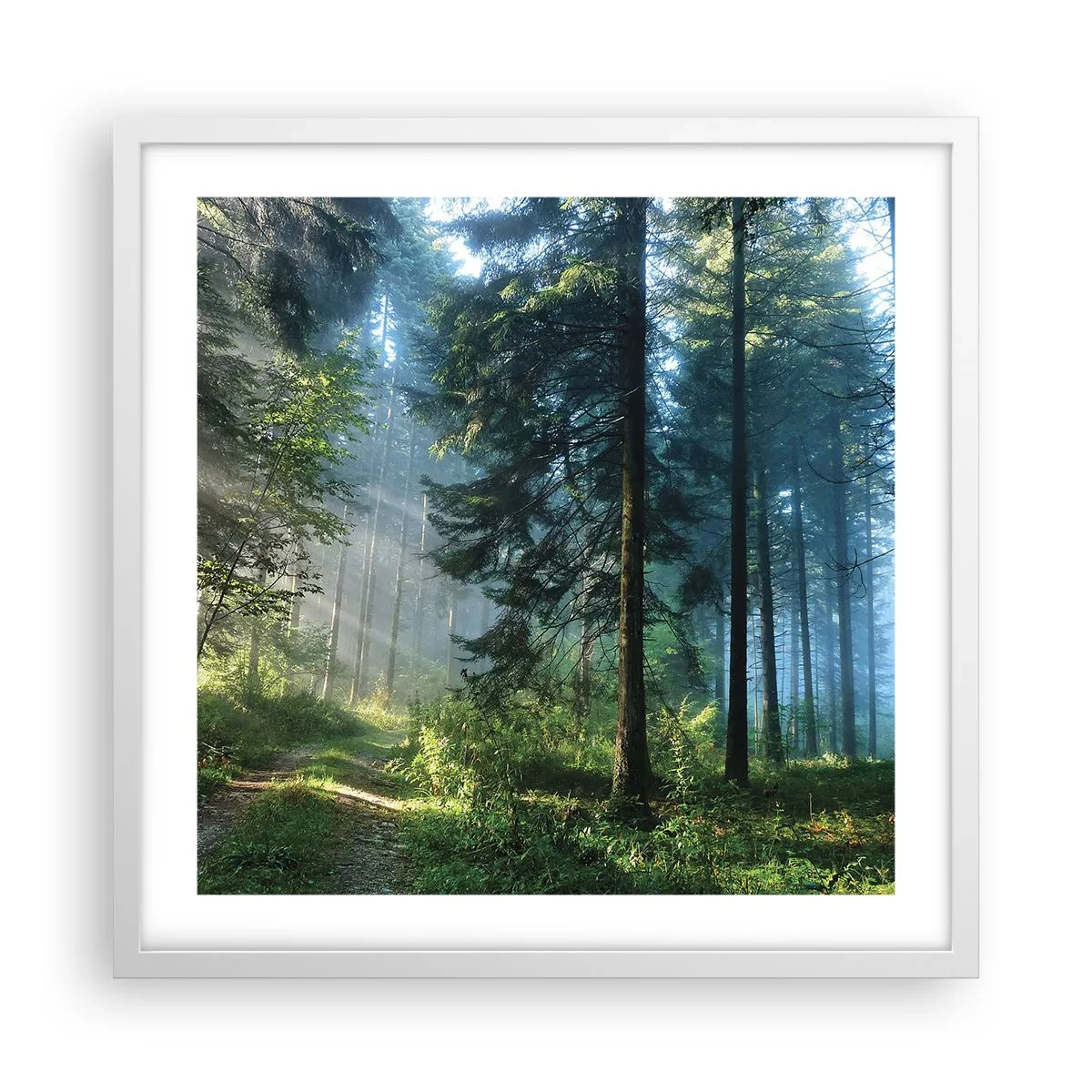 Affisch i vit ram - Strålande på morgonen - 50x50 cm