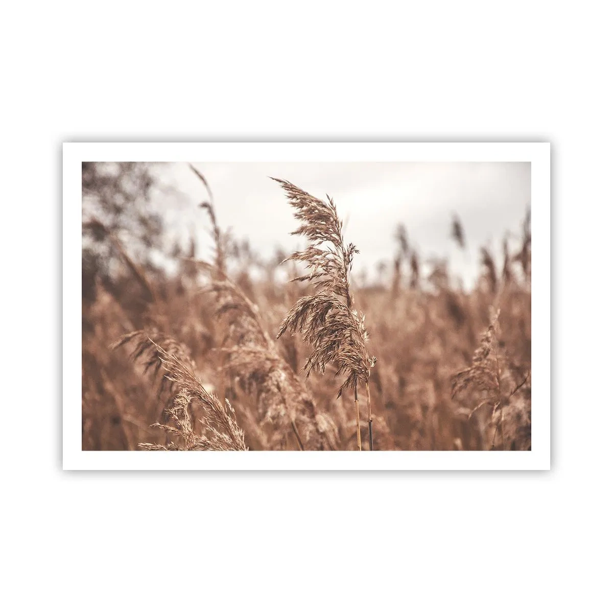 Affisch - Hösten är framme på åkrarna - 91x61 cm