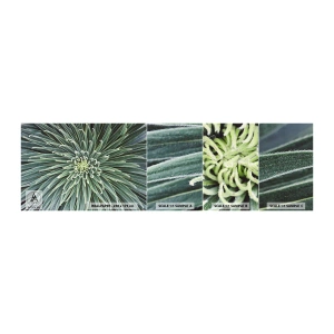 Fototapet Prov Standard Eco - Stjärna föds - Agave blomma, Agave, Blommor - 100x30 cm