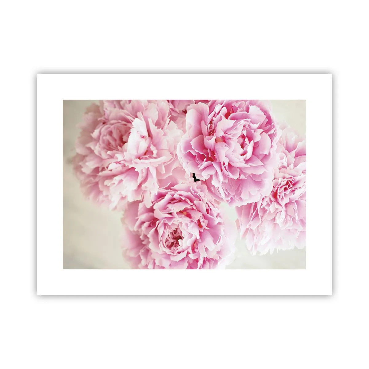Affisch - Rosa prakt - 40x30 cm