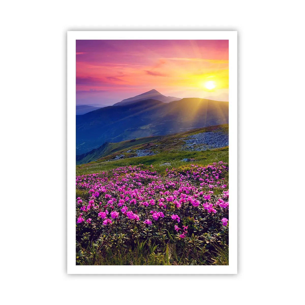 Affisch - … Bergtallen doftar och örterna luktar runt omkring - 70x100 cm