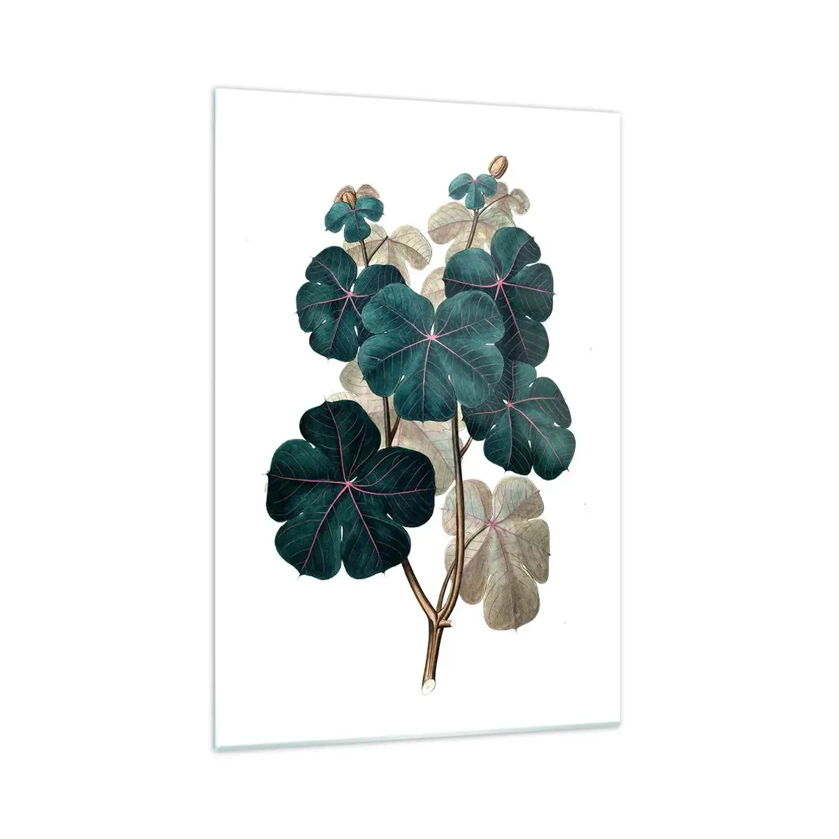 Glastavla - Bild på glas - Från ett gammalt herbarium - 70x100 cm