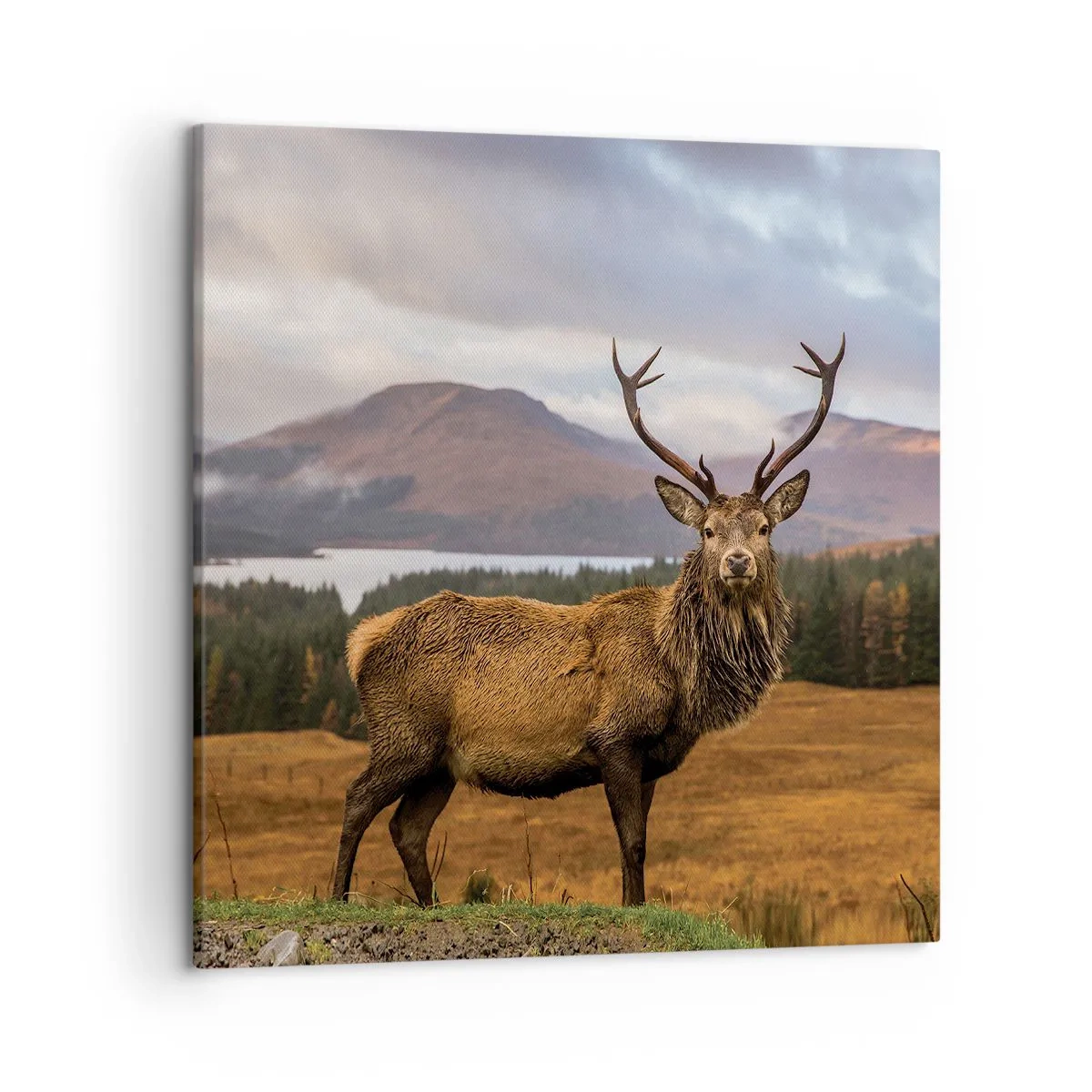 Canvastavla - Bild på duk - Naturens majestät - 50x50 cm