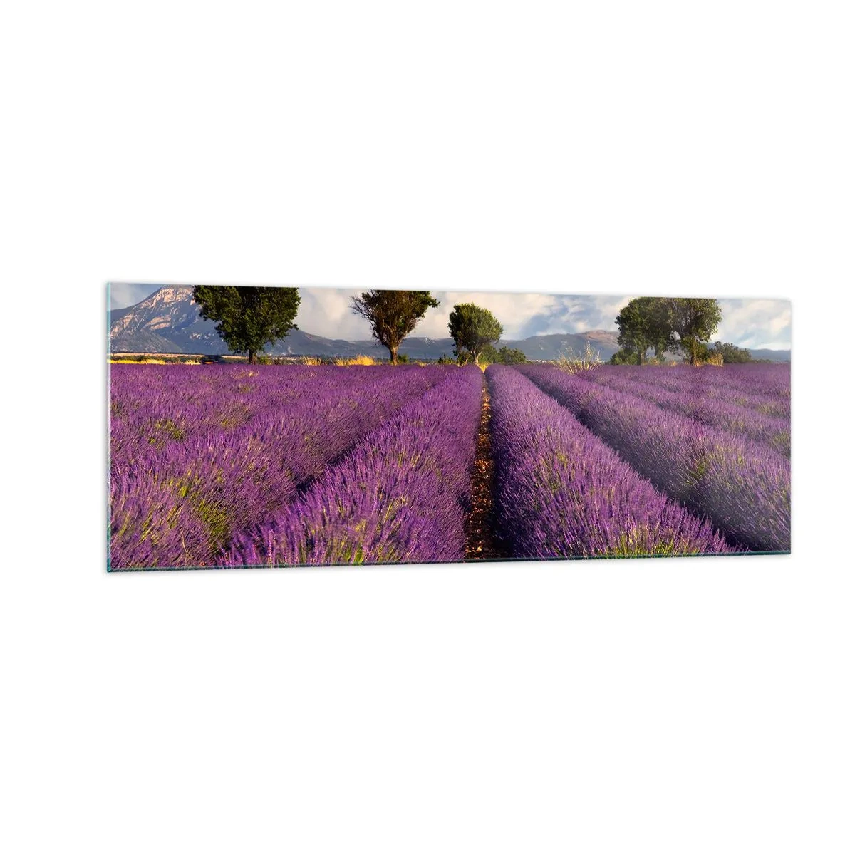 Glastavla - Bild på glas - Lavendelrader - 140x50 cm