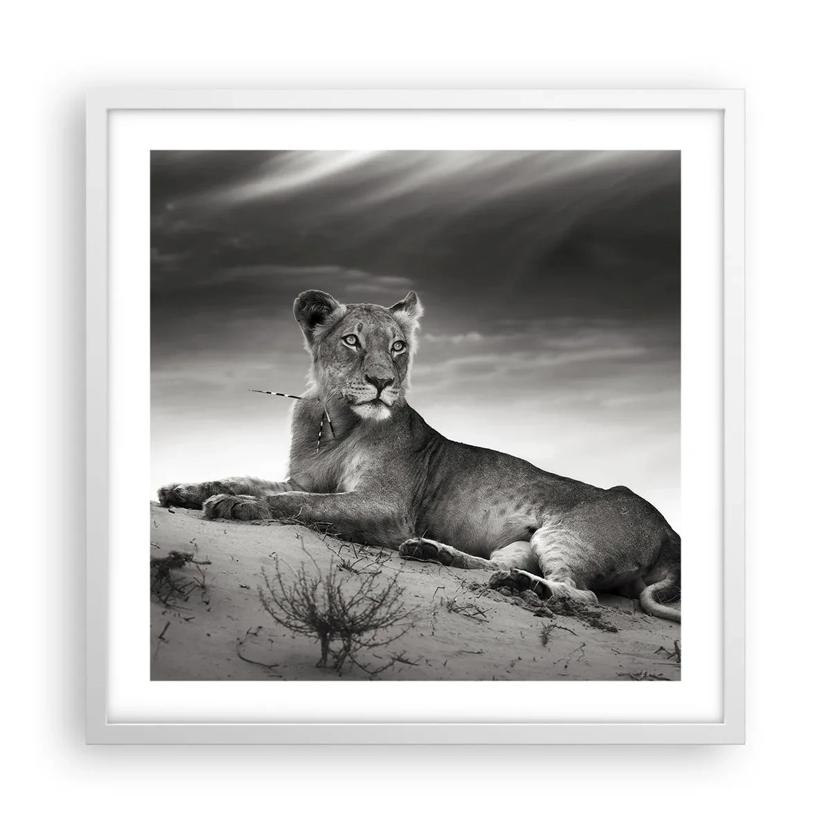Affisch i vit ram - Öknens drottnings vila - 50x50 cm