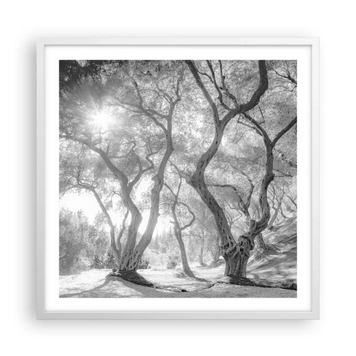 Affisch i vit ram - I en olivlund - 60x60 cm