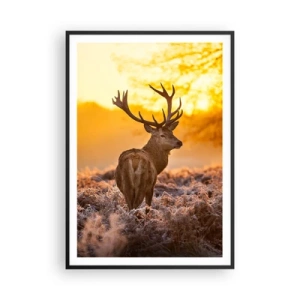 Affisch i svart ram - Höstskogens kung - 70x100 cm