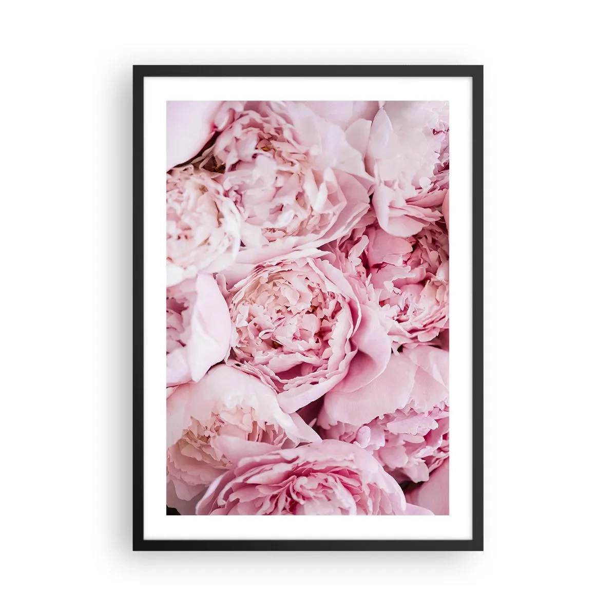Affisch i svart ram - En närbild av delikat rosa pioner i full blom - 50x70cm - Hopklämda och doftande - Modern väggdekoration för vardagsrum och sovrum ARTTOR