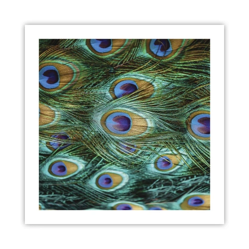 Affisch - Påfågels blick - 50x50 cm