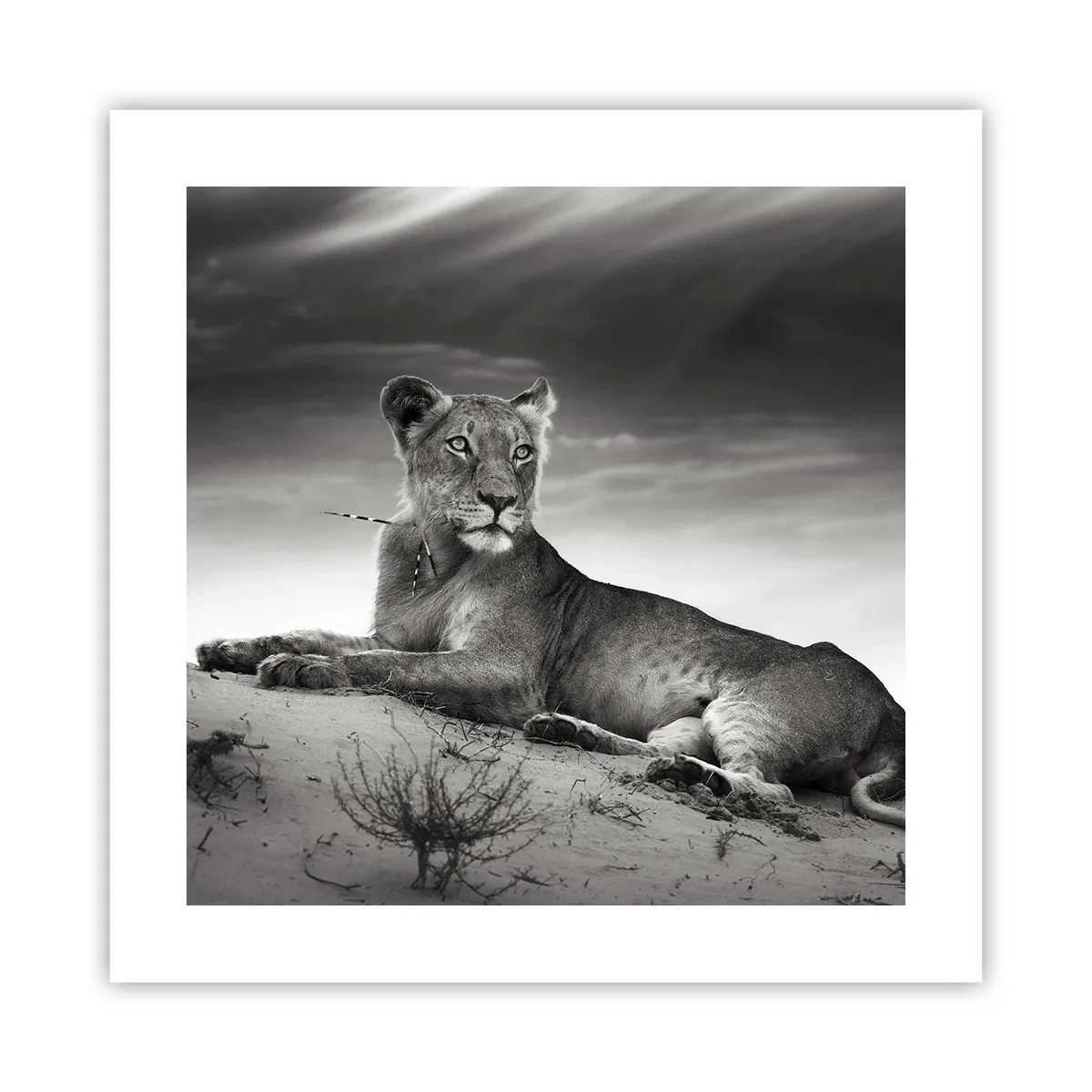 Affisch - Öknens drottnings vila - 40x40 cm