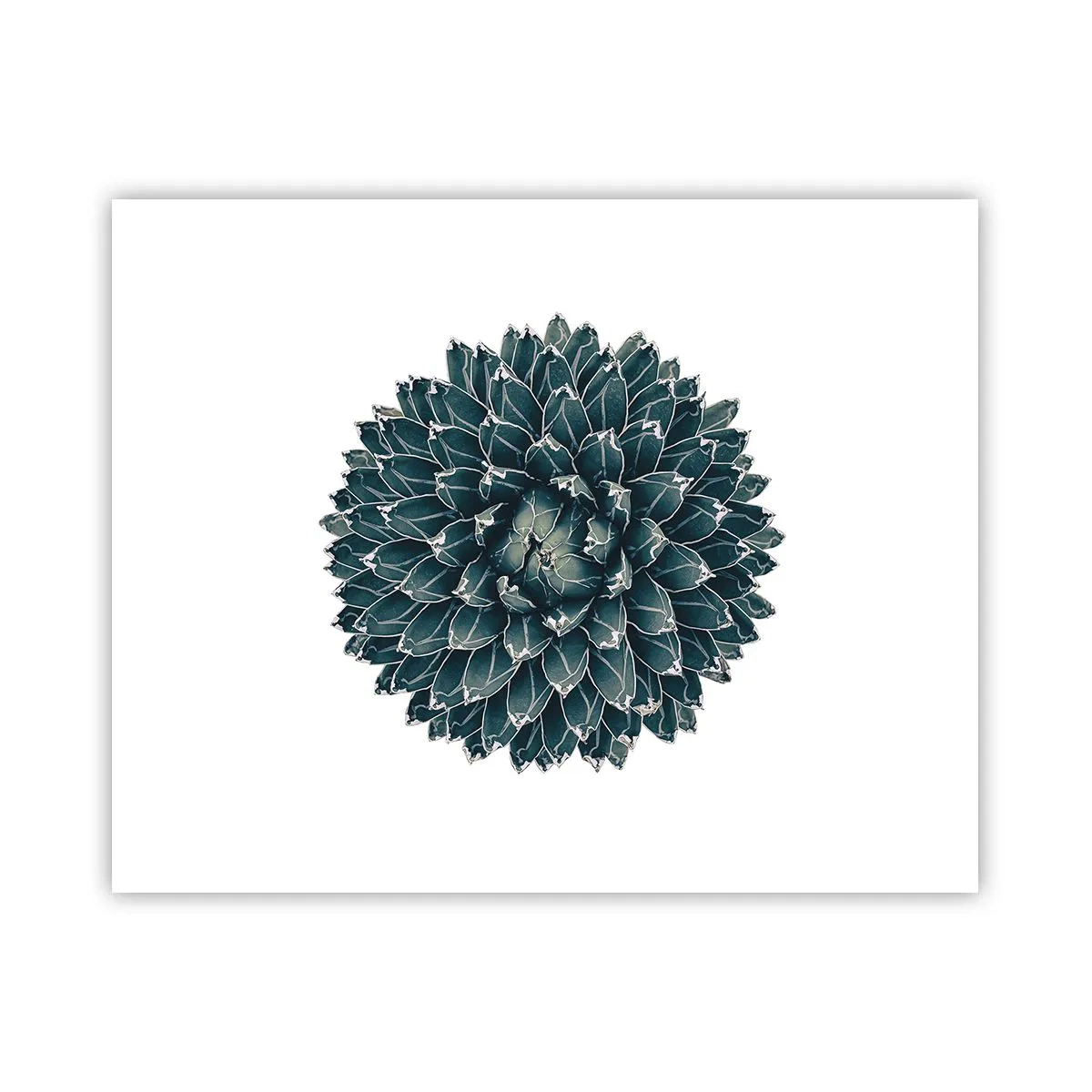 Affisch - Öknens stjärna - 50x40 cm