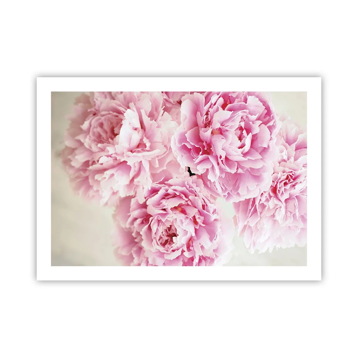 Affisch - Rosa prakt - 70x50 cm