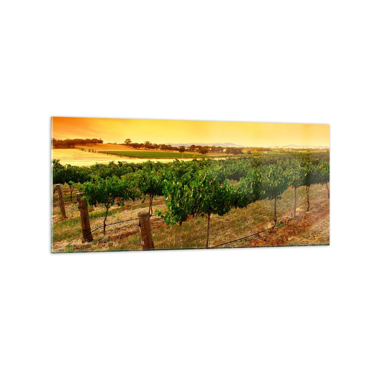 Glastavla - Bild på glas - Dricka solen - 120x50 cm
